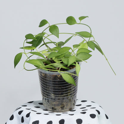 Dischidia merrillii