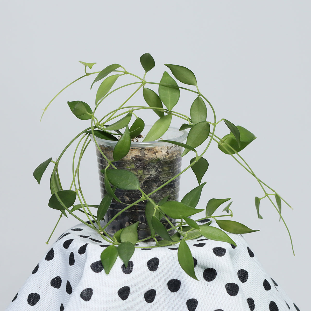 Dischidia merrillii