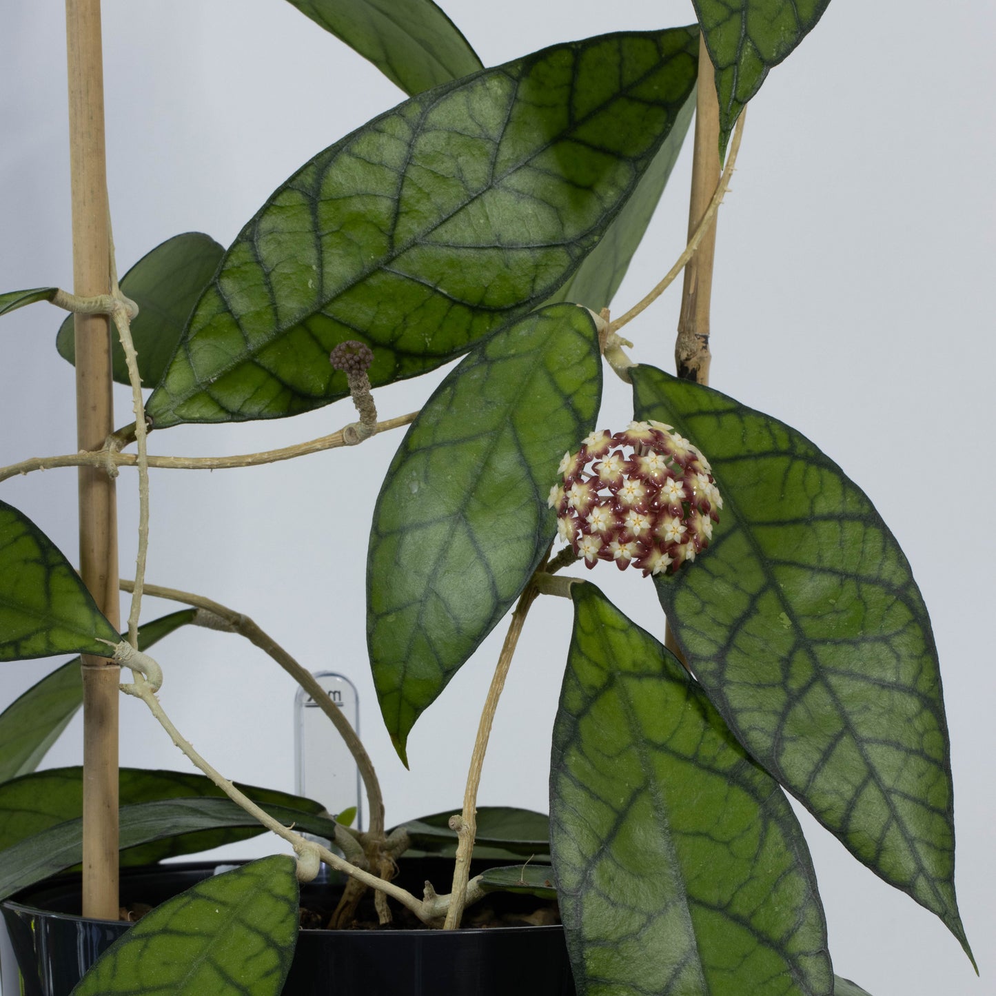 Hoya callistophylla (Tenom, Sabah)