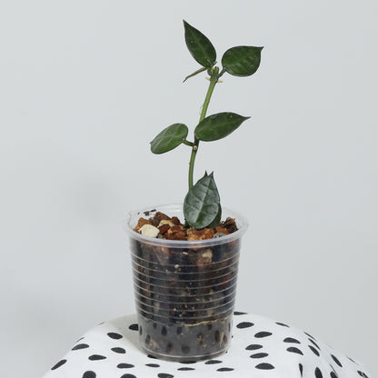 Hoya lacunosa 'Tove'