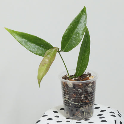 Hoya dennisii