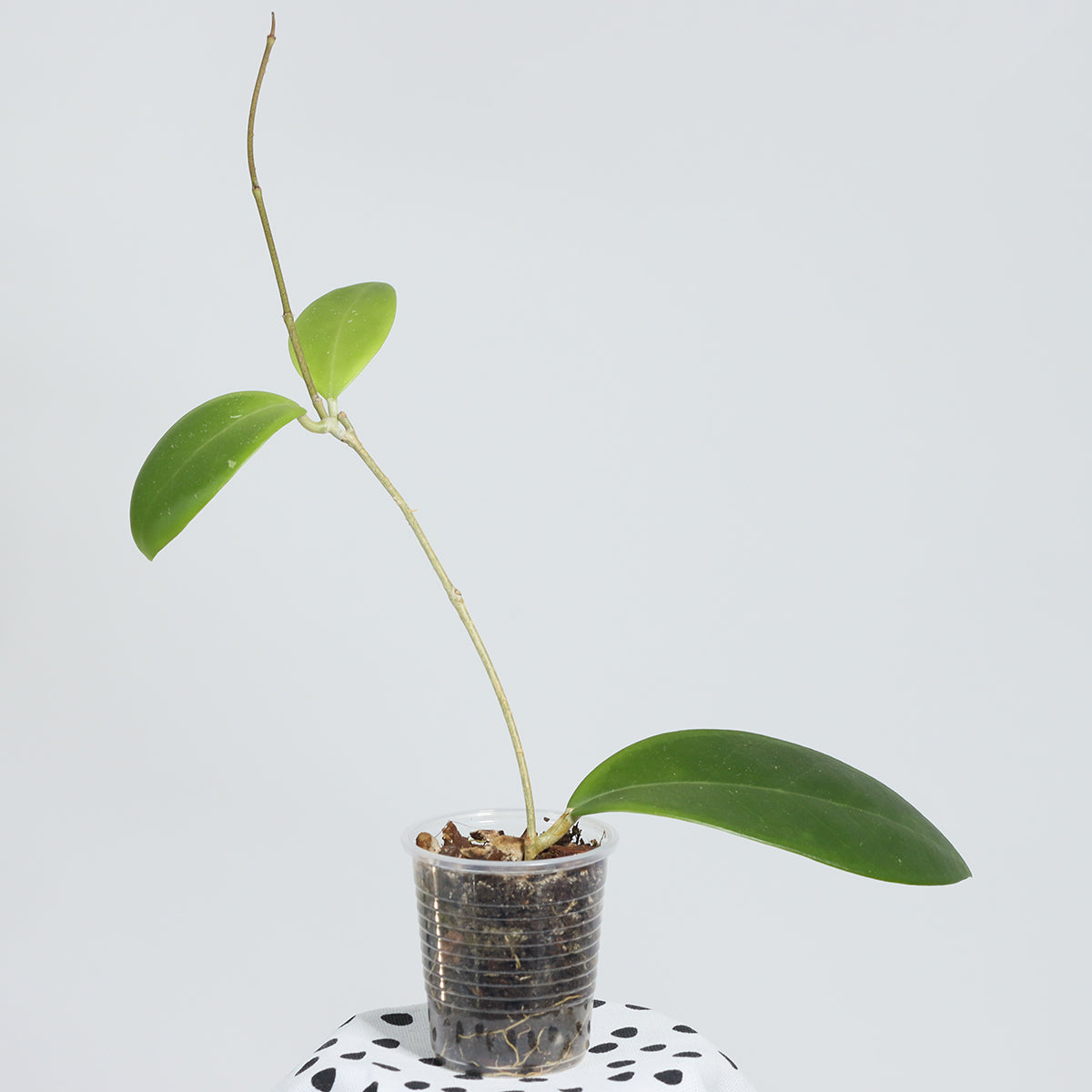 Hoya mindorensis (red star)