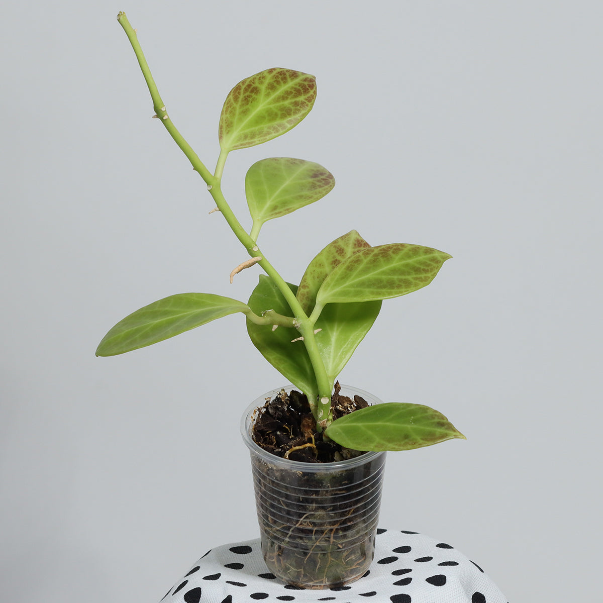 Hoya obscura