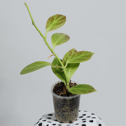 Hoya obscura