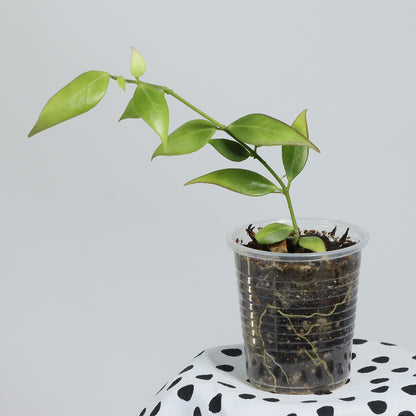 Hoya microstemma (NS11-145)