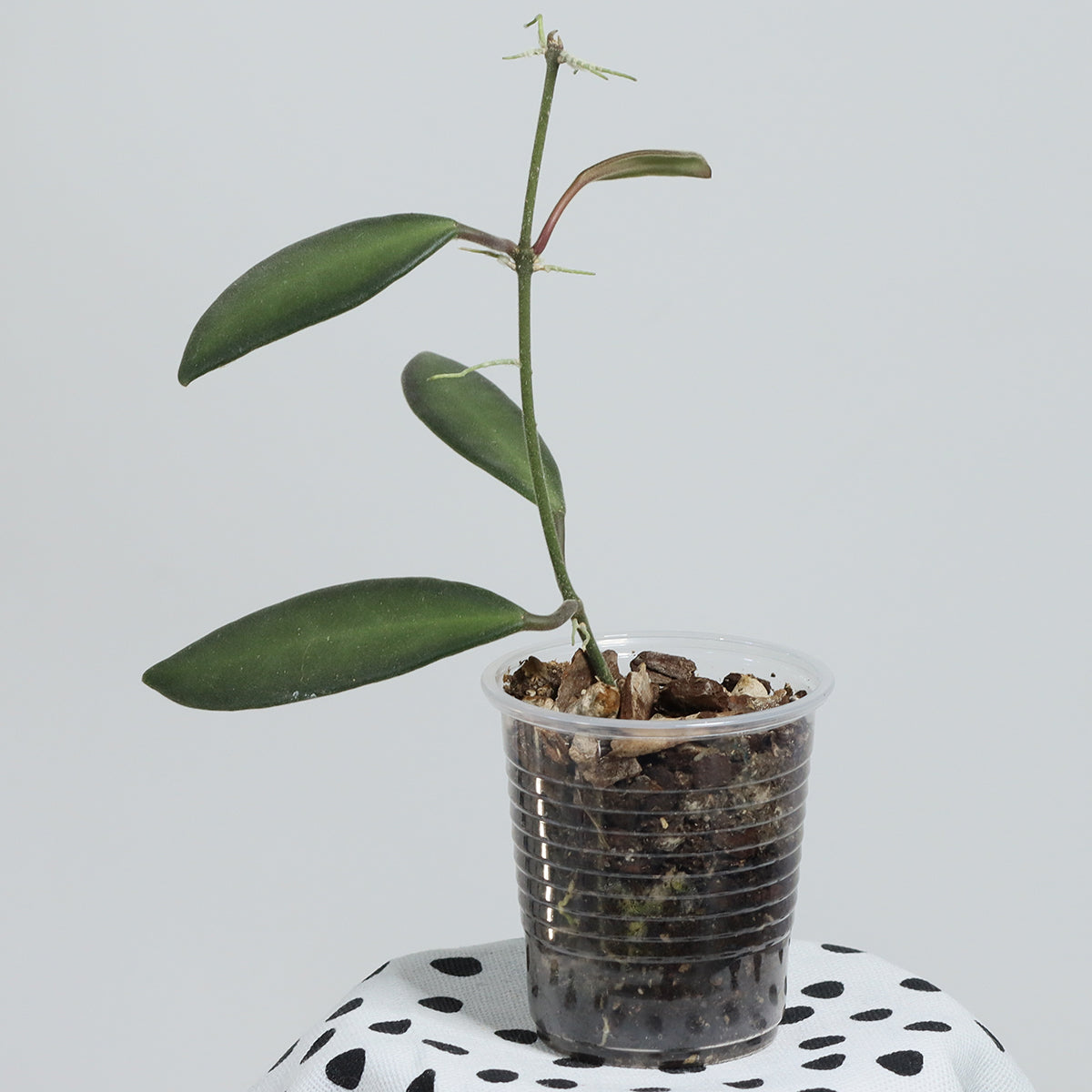 Hoya sp. aff. burtoniae (PG03)