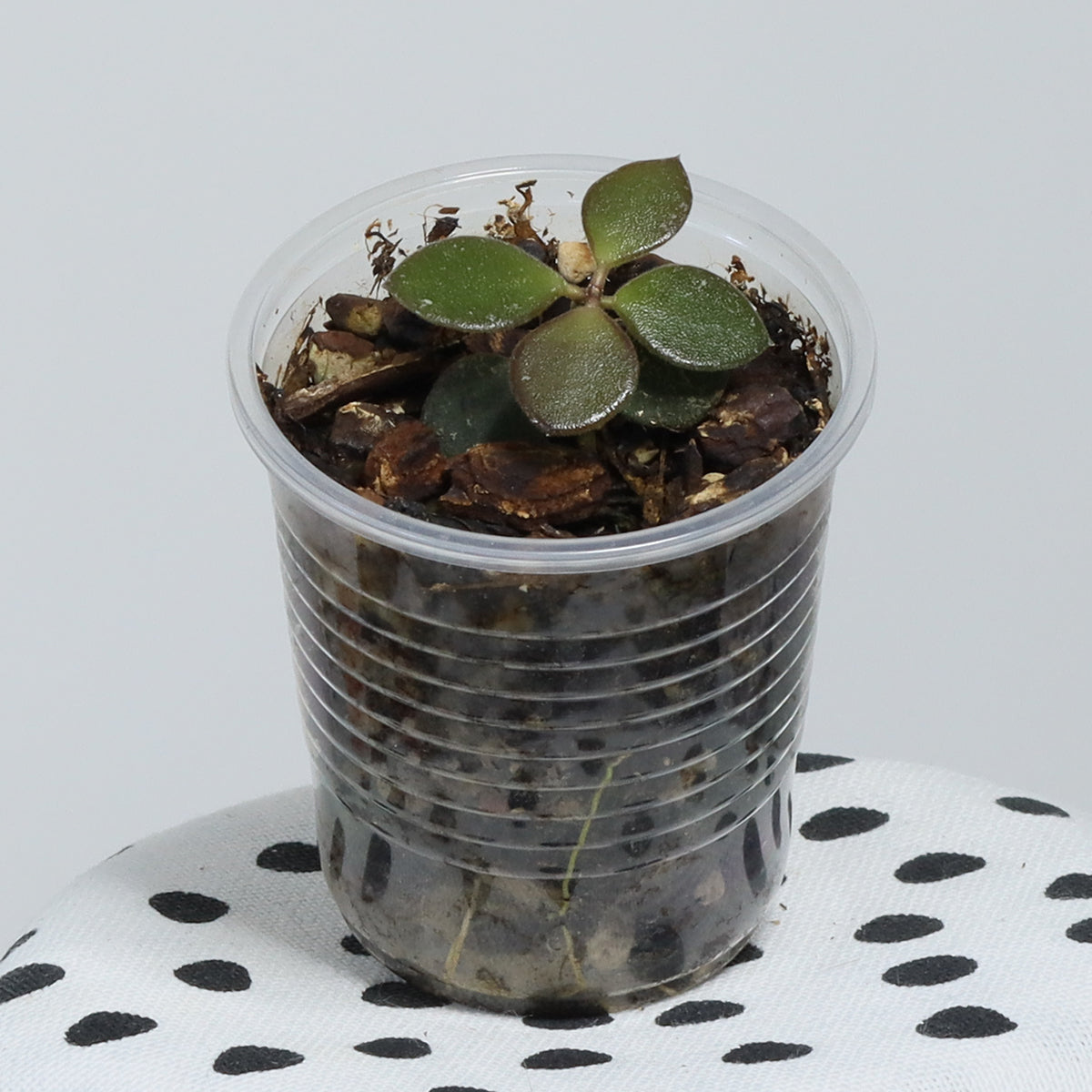 Hoya boycei