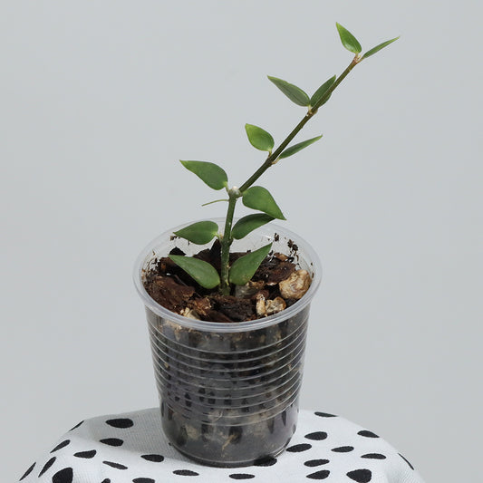 Hoya longicalyx (Kina)