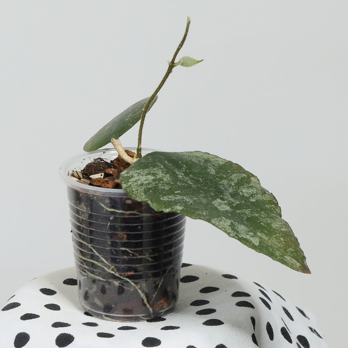 Hoya caudata (Ketambe, Sumatra, TN99-008)
