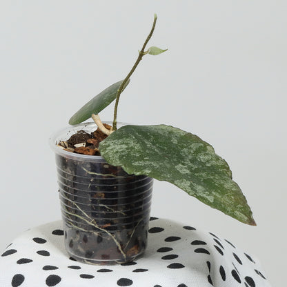 Hoya caudata (Ketambe, Sumatra, TN99-008)