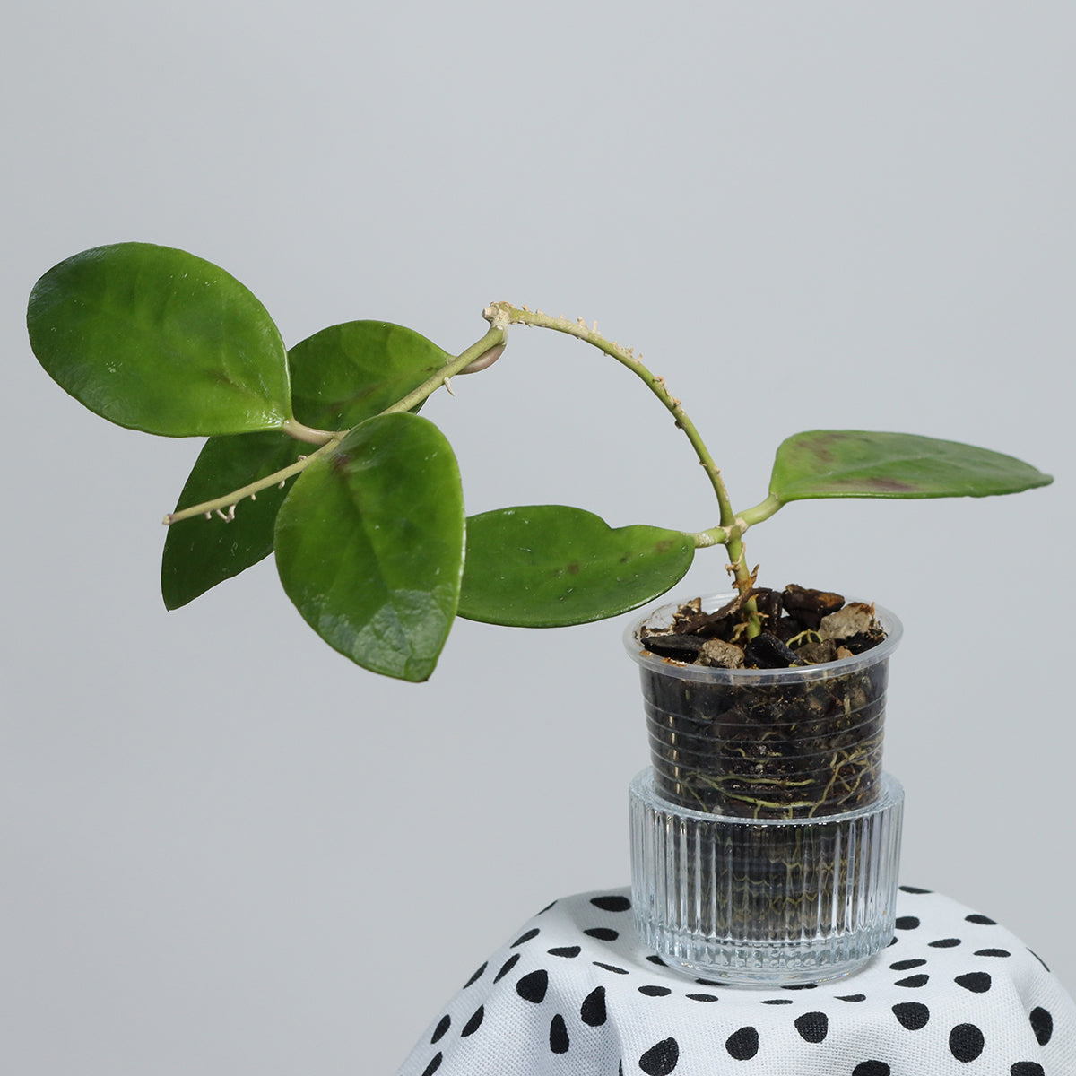Hoya benchaii