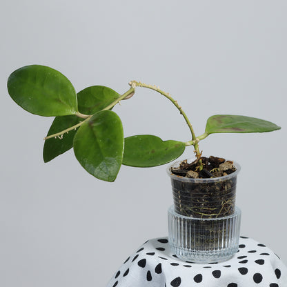 Hoya benchaii