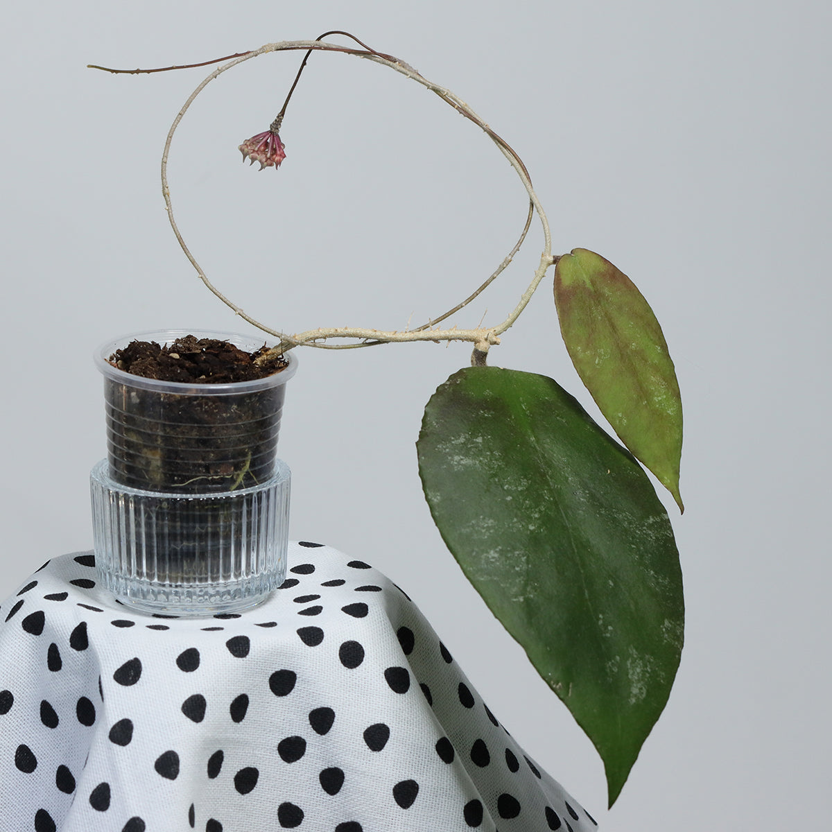 Hoya caudata (NS10-116)
