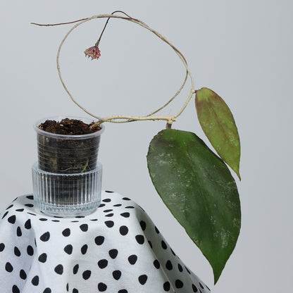 Hoya caudata (NS10-116)