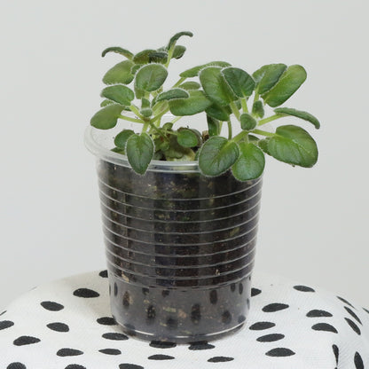 Sinningia ‘Treva’s Treasure’