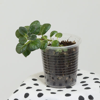 Sinningia ‘Treva’s Treasure’