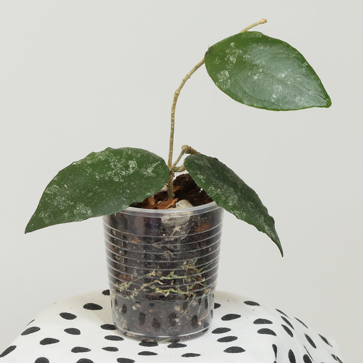 Hoya caudata (Ketambe, Sumatra, TN99-008)