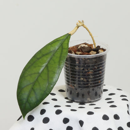 Hoya sp. Kapit, Borneo (IML-1029, AD19)