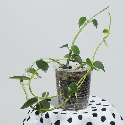 Hoya lithophytica (PES01, Umpang)