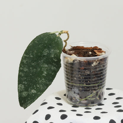 Hoya caudata (Ketambe, Sumatra, TN99-008)