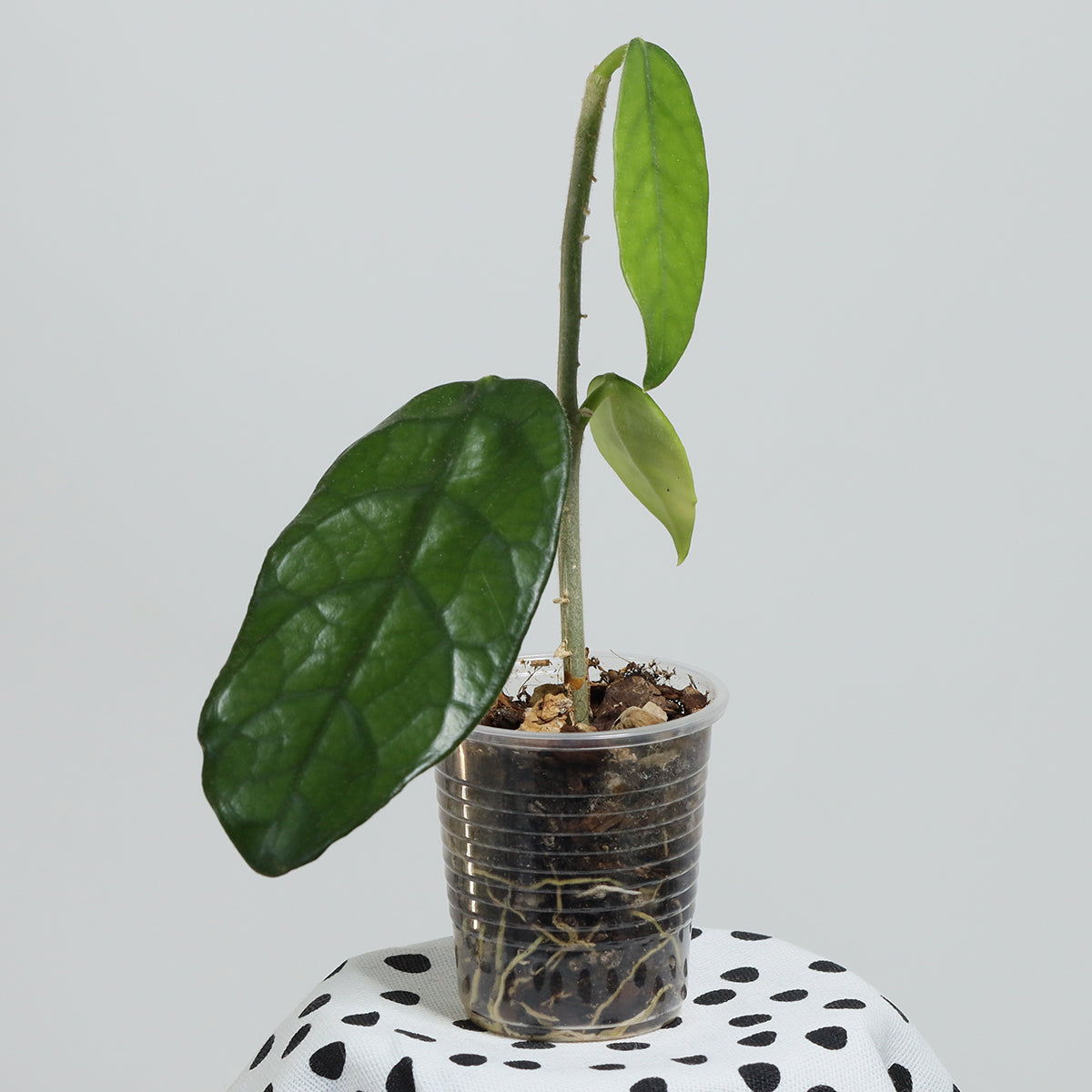 Hoya globulosa (small leaf)