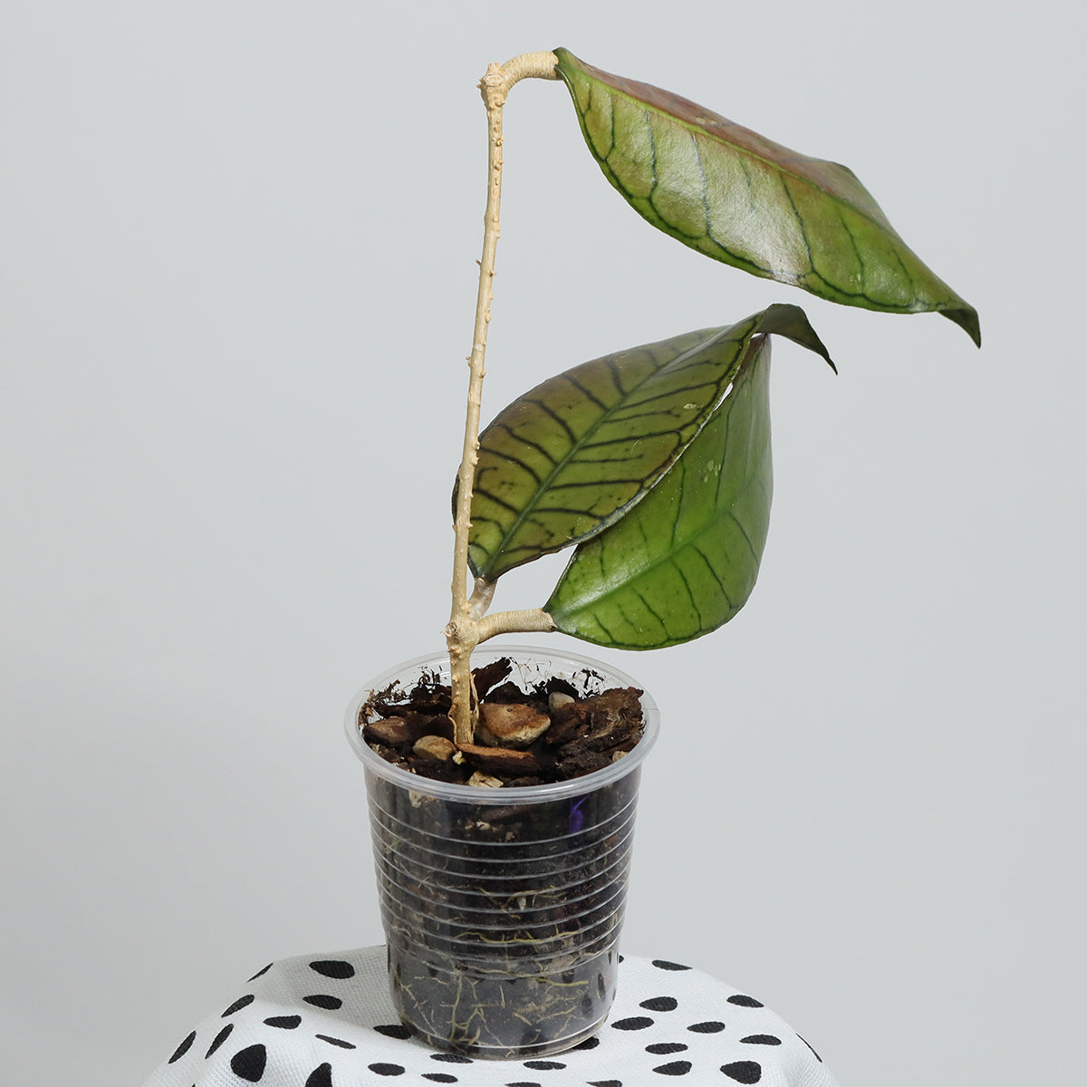 Hoya sp. Gunung Gading, Borneo