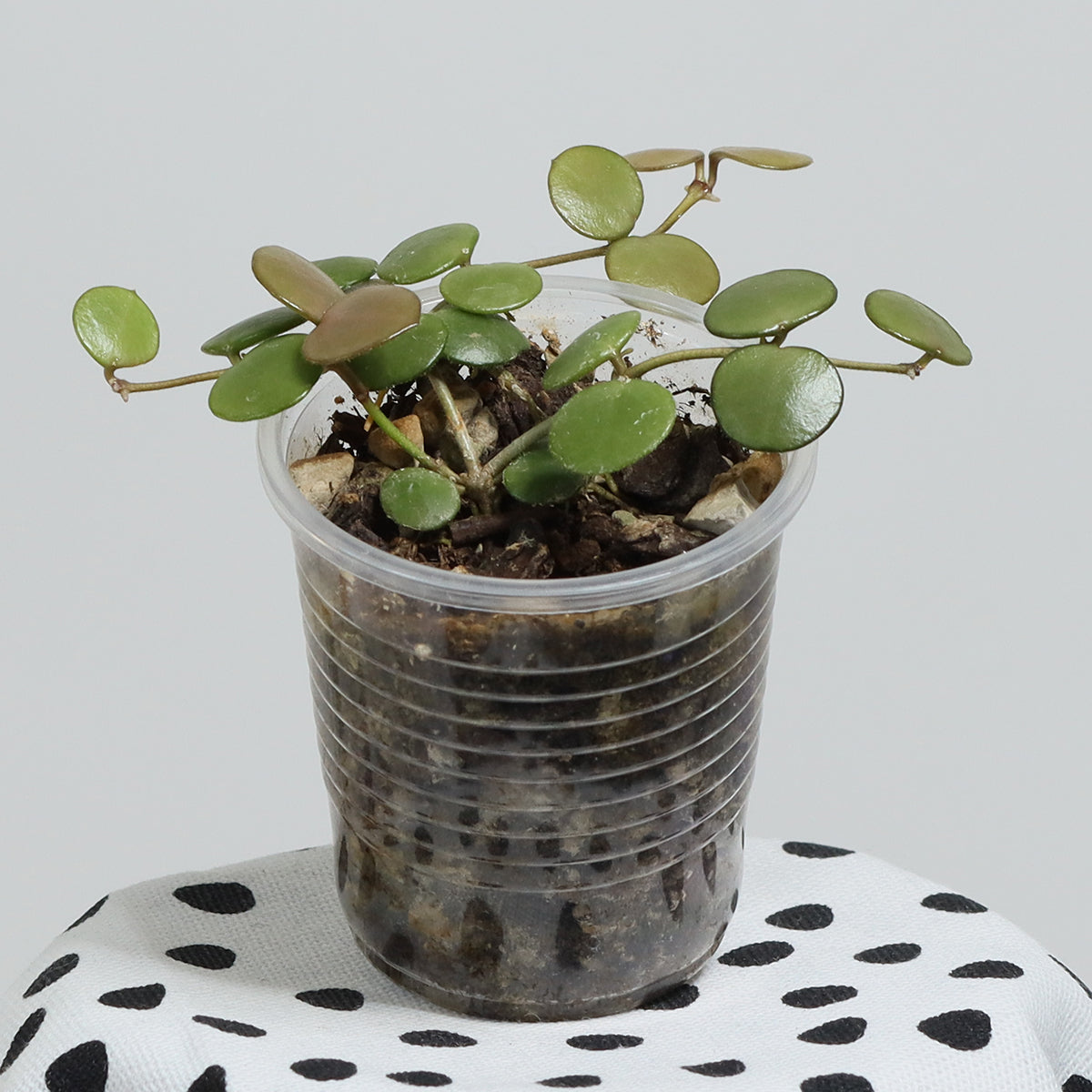 Hoya peltata