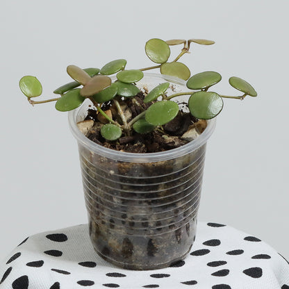 Hoya peltata