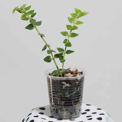 Hoya chinghungensis