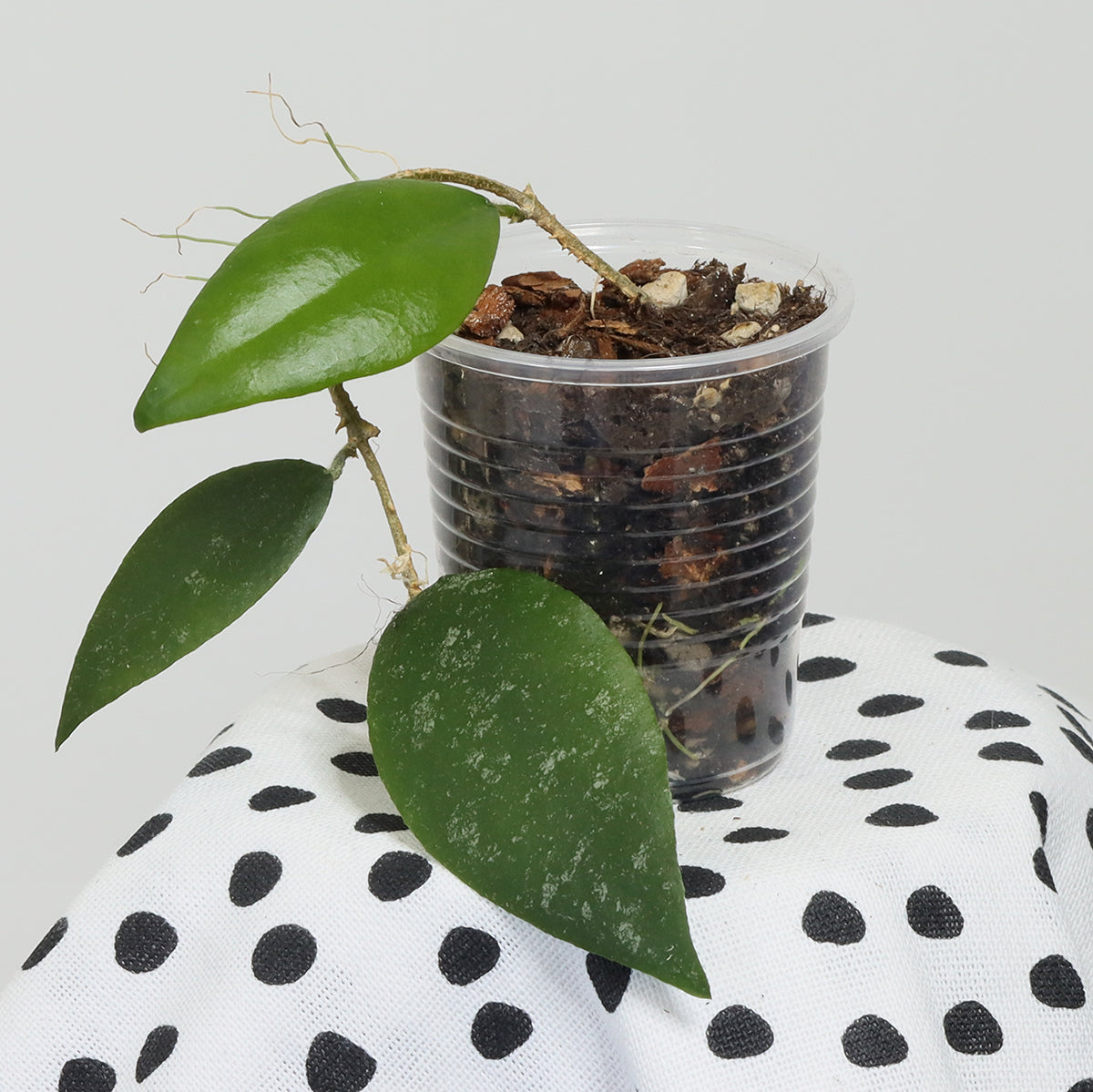 Hoya caudata (TN99-006, Sumatra)