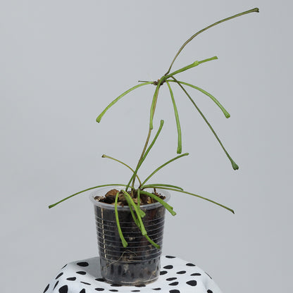 Hoya retusa