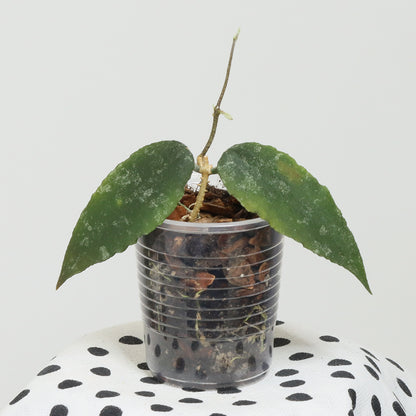 Hoya caudata (TN99-006, Sumatra)