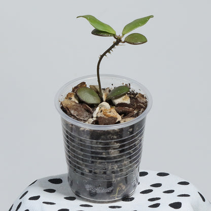 Hoya sp. (Kalbar Hulu, Kalbar 01)
