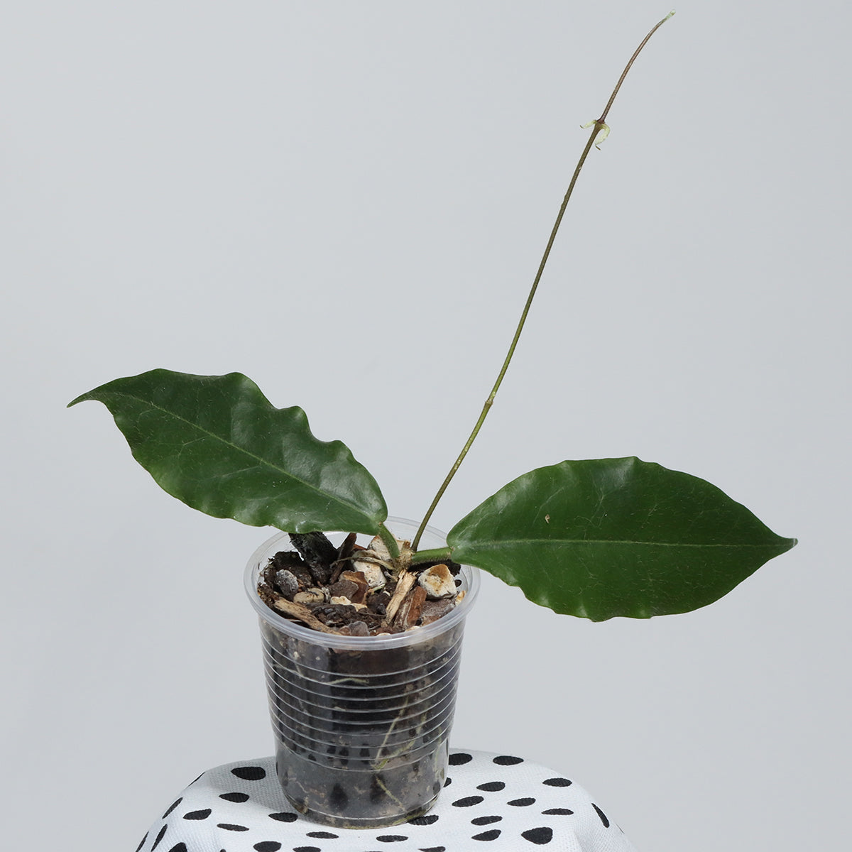 Hoya versteegii