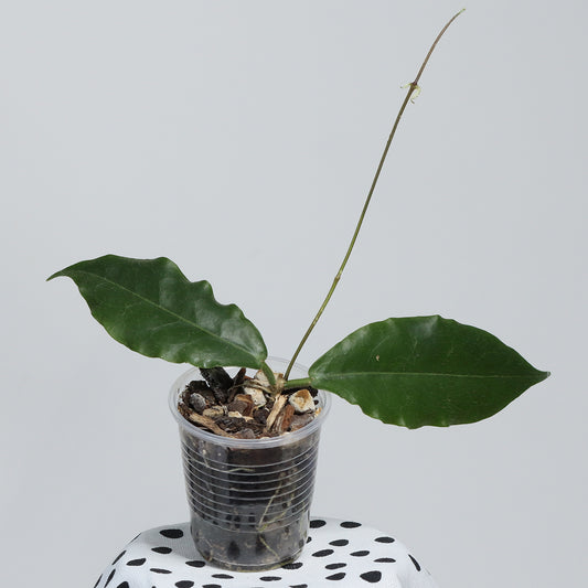Hoya versteegii