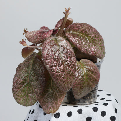 Episcia 'Jim´s Moody Rock'