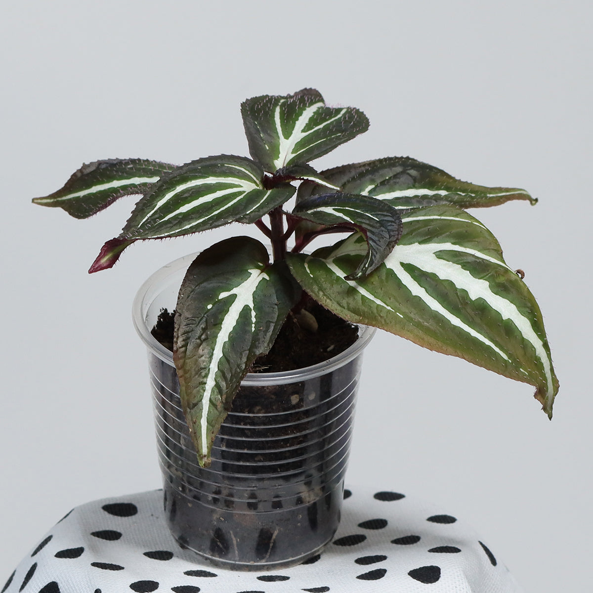 Sonerila sp. (Flourescent Three Stripes)