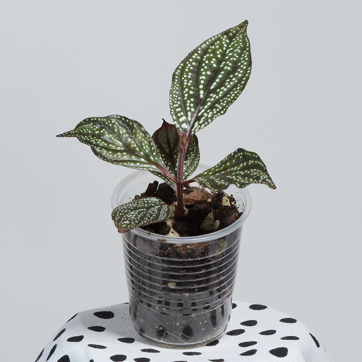 Sonerlia sp. (Magneta)