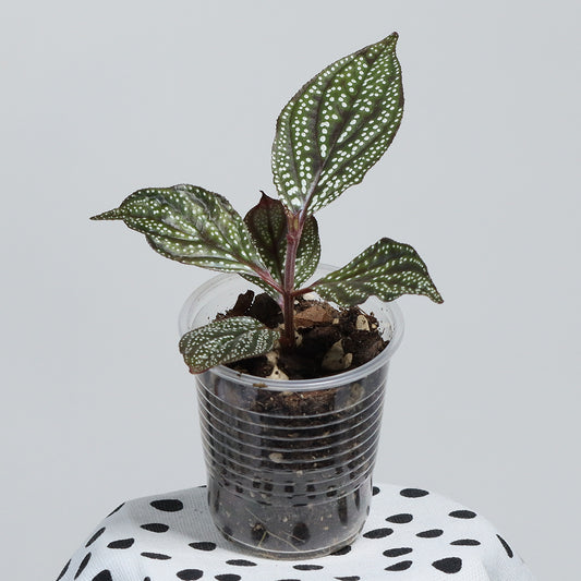 Sonerlia sp. (Magneta)