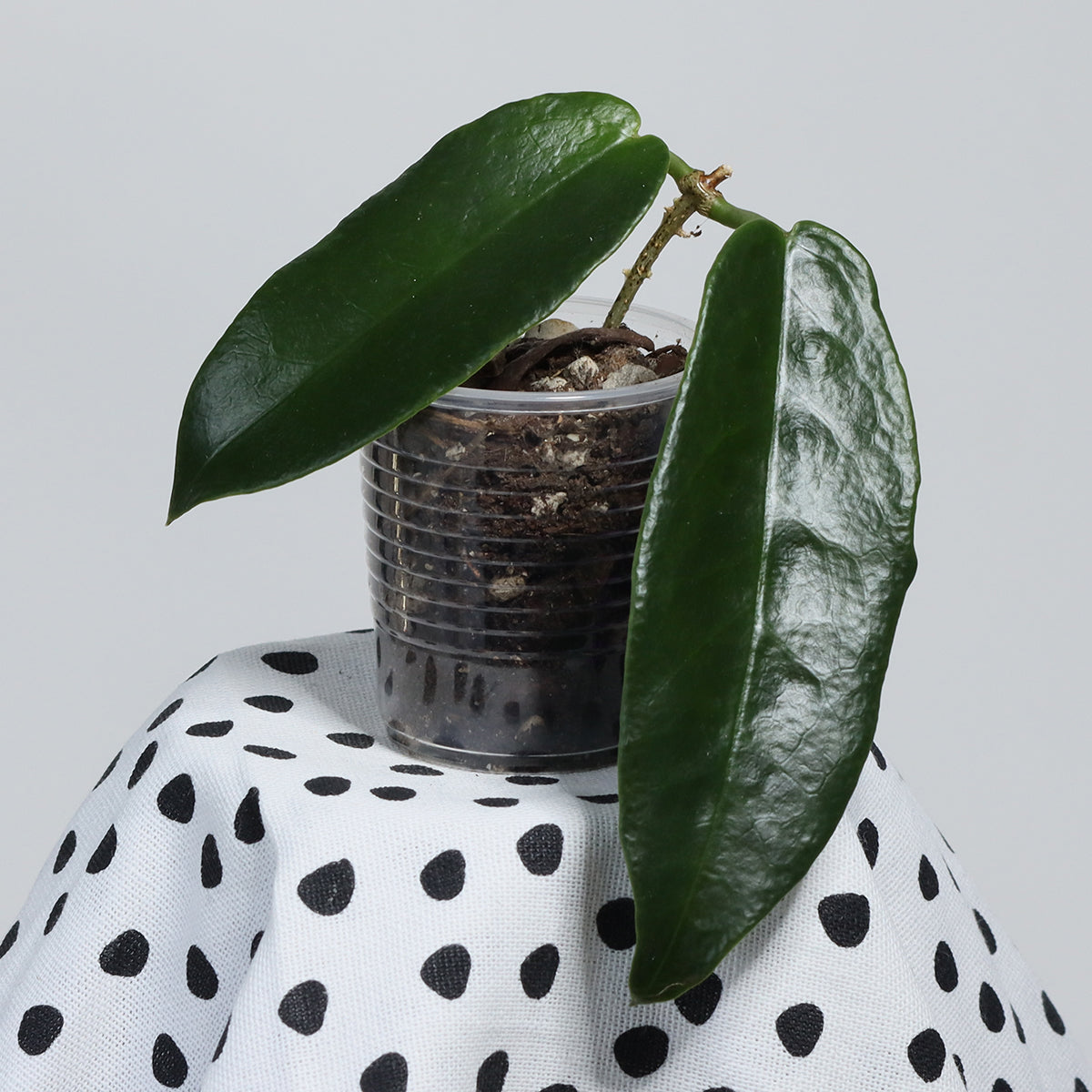 Hoya archboldiana (PNG, NS08-115)