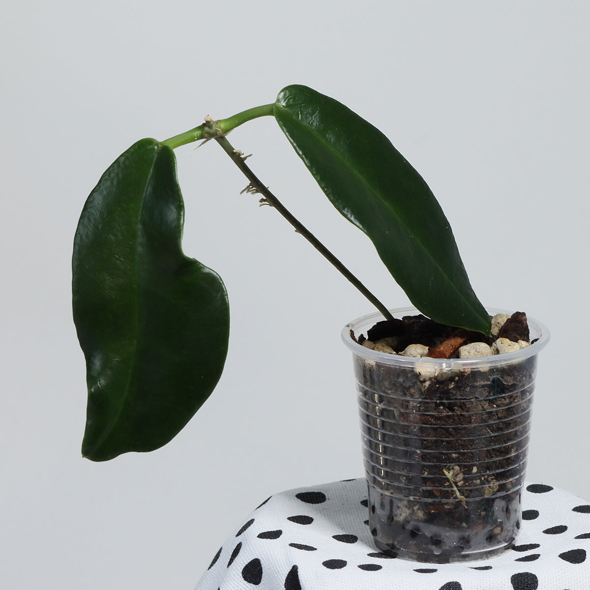 Hoya archboldiana (PNG, NS08-115)