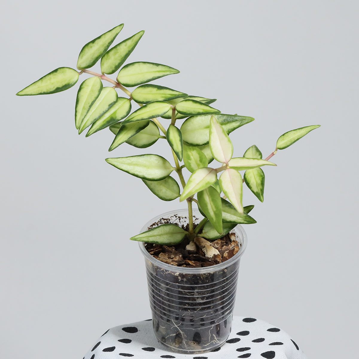 Hoya bella (innervariegerad)