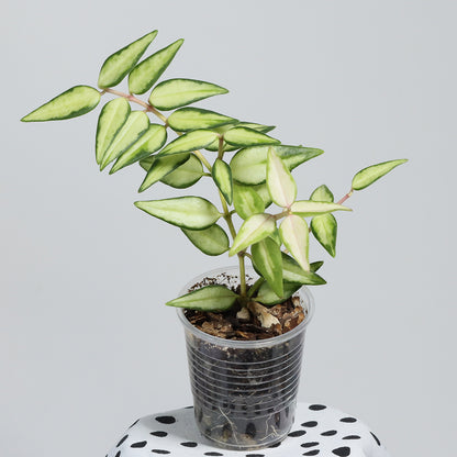 Hoya bella (innervariegerad)