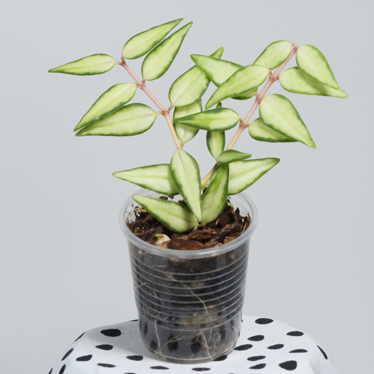 Hoya bella (innervariegerad)