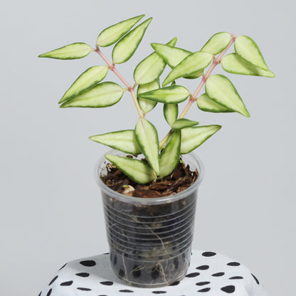 Hoya bella (innervariegerad)