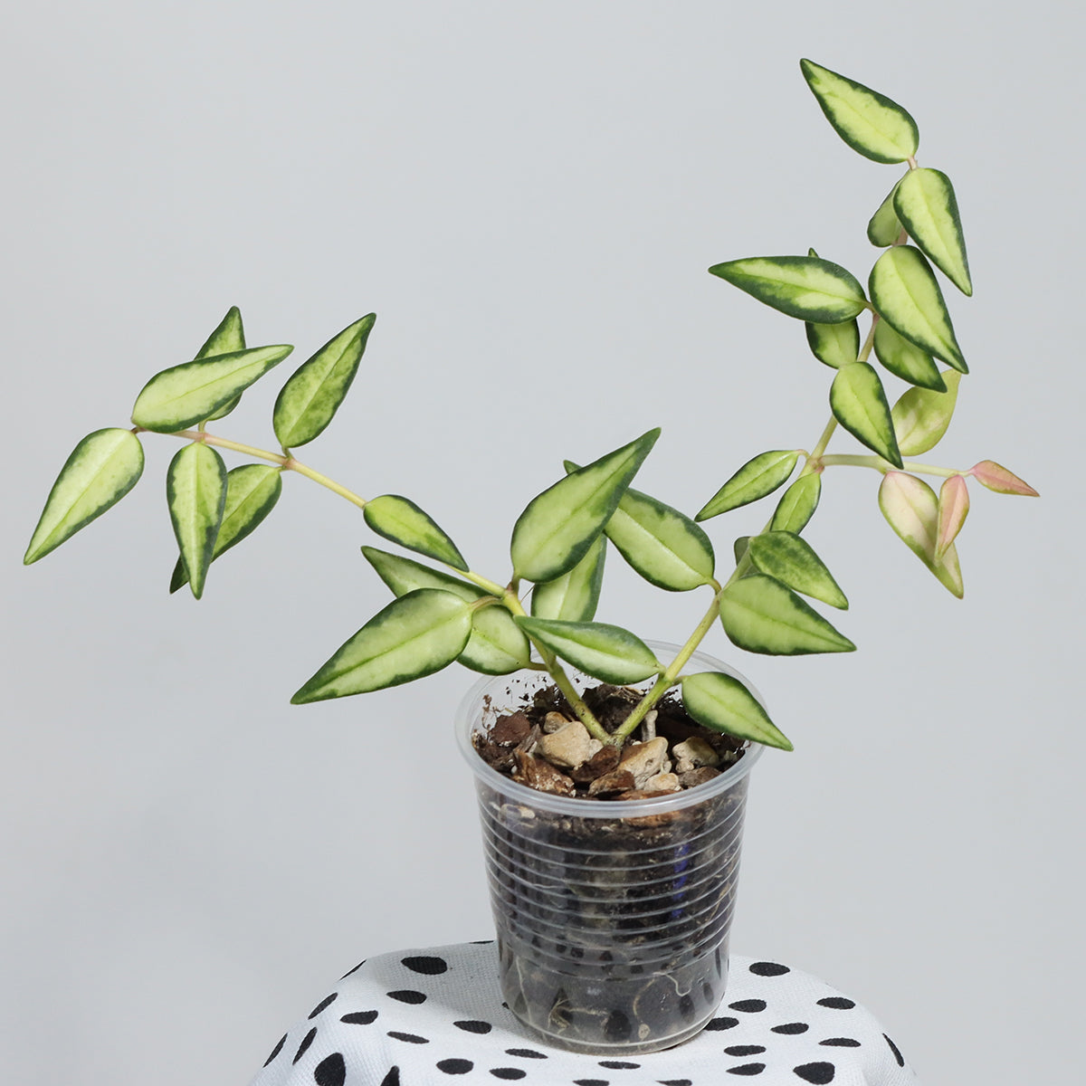 Hoya bella (innervariegerad)