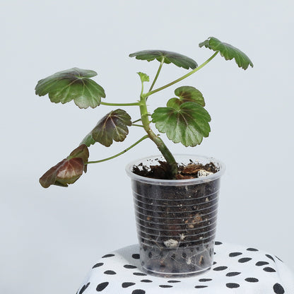 Pelargonium ’Steffens Blackie’