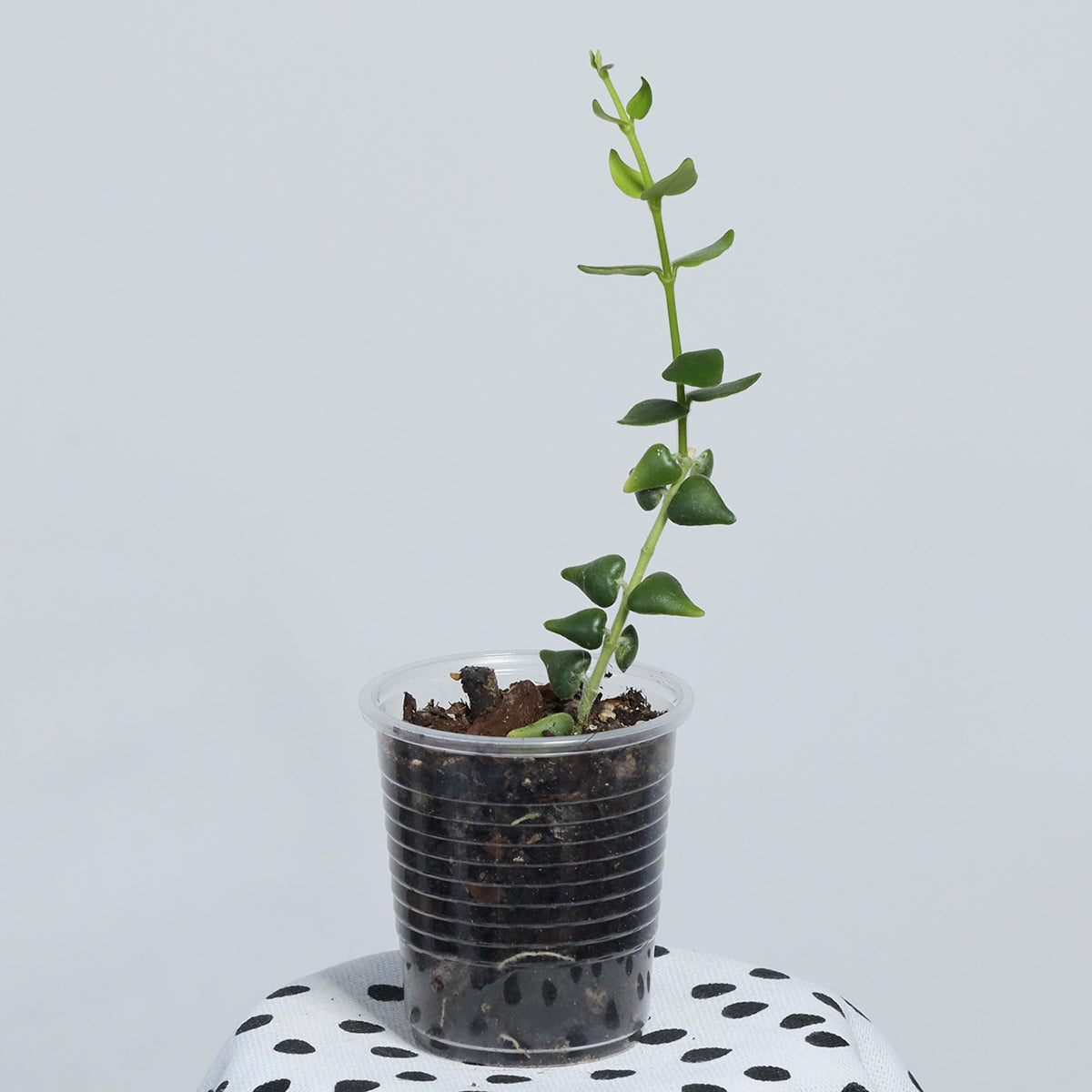 Hoya sp. aff. chinghungensis