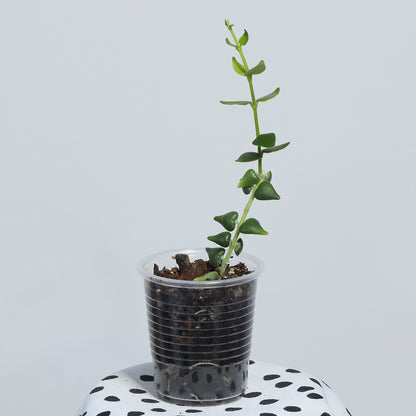 Hoya sp. aff. chinghungensis