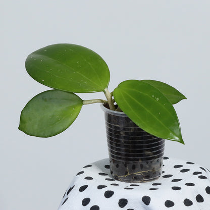 Hoya hanhiae (pale yellow)